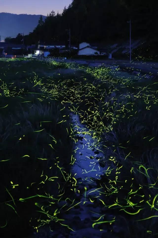 春雨直播app